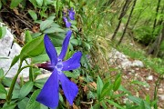 63 Fiore di pervinca
